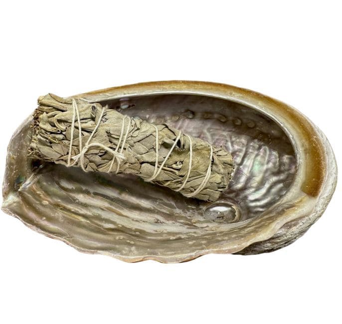 Australian abalone shell 15-17cm