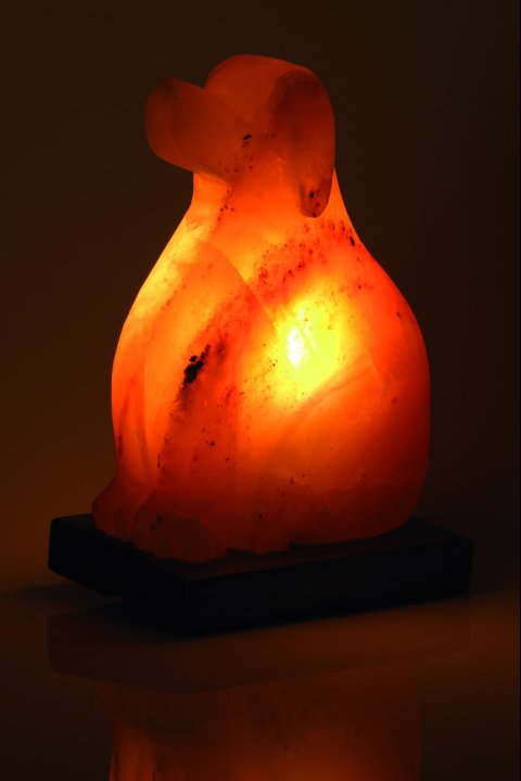 Dog Salt Lamp 2-3Kg