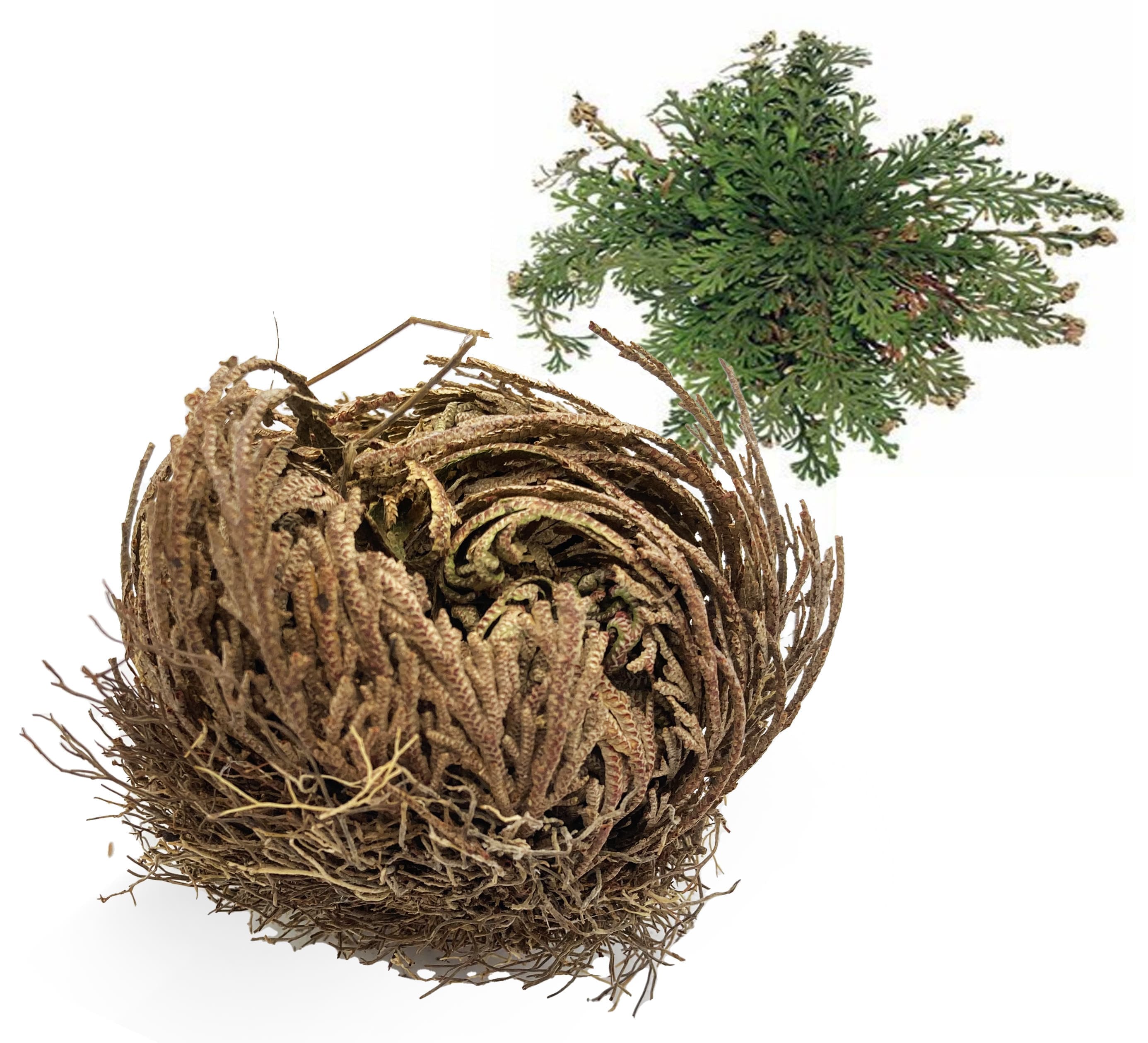 Rose of Jericho