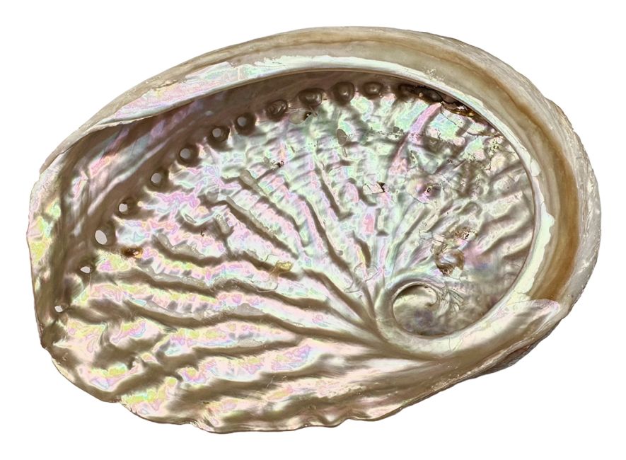 Australian abalone shell 15-17cm