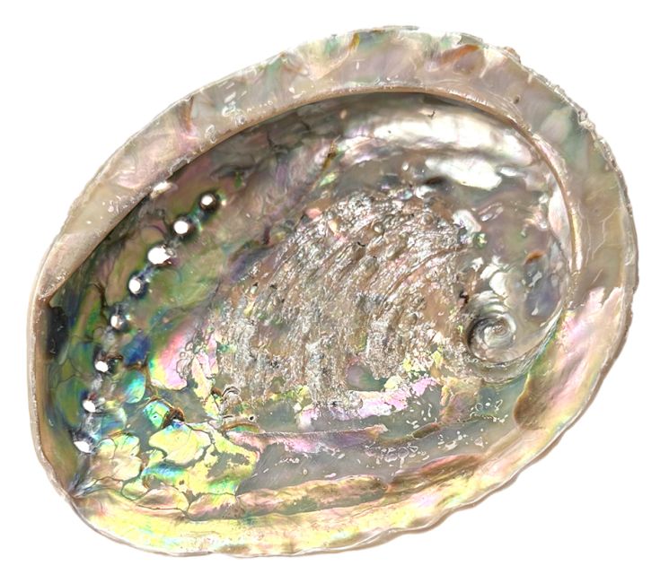 South Africa shell 15-16cm