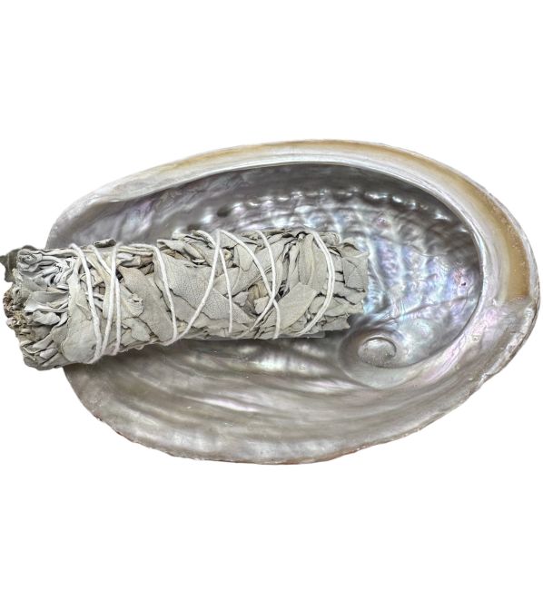 Australian abalone shell 13-15cm