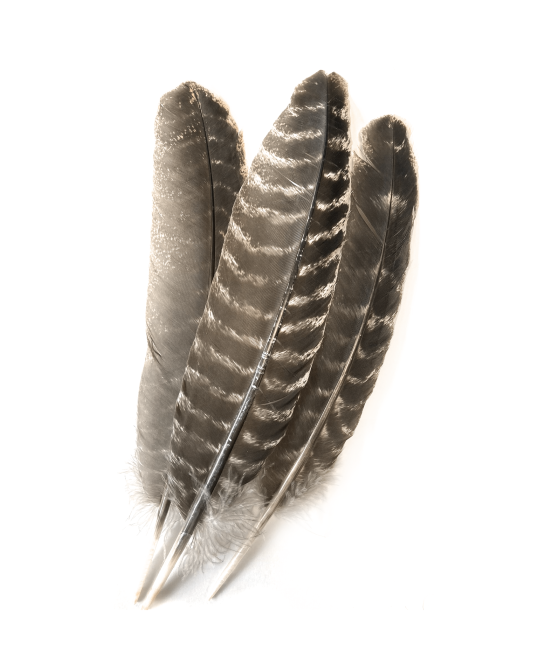 10 Feathers 20-25cm