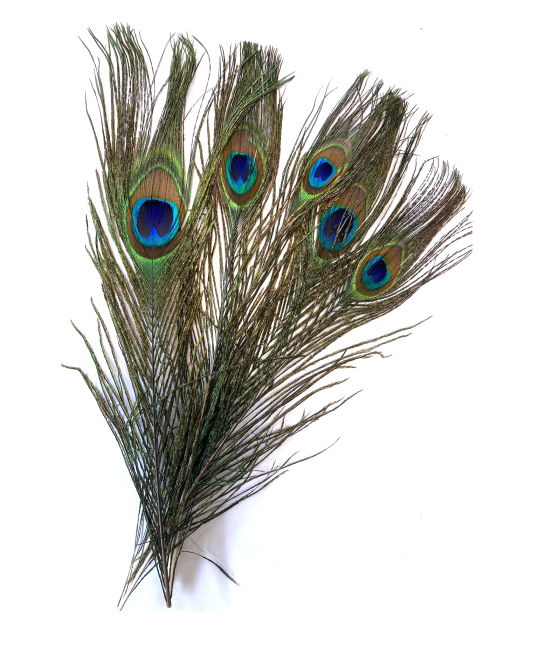 10 Feathers 20-25cm