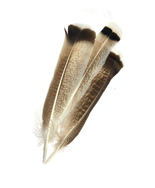 10 Spotted Feathers 25-30cm