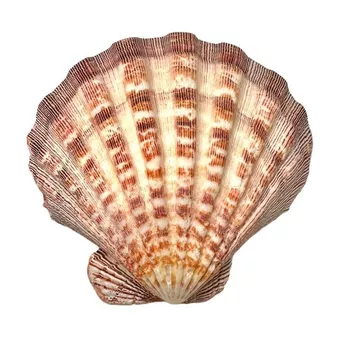 Scallop shell incense holder Lion's Paw 12-16cm