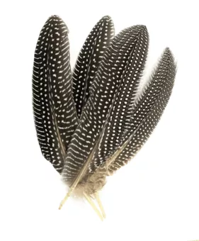 Pea Feathers x10 15-20cm