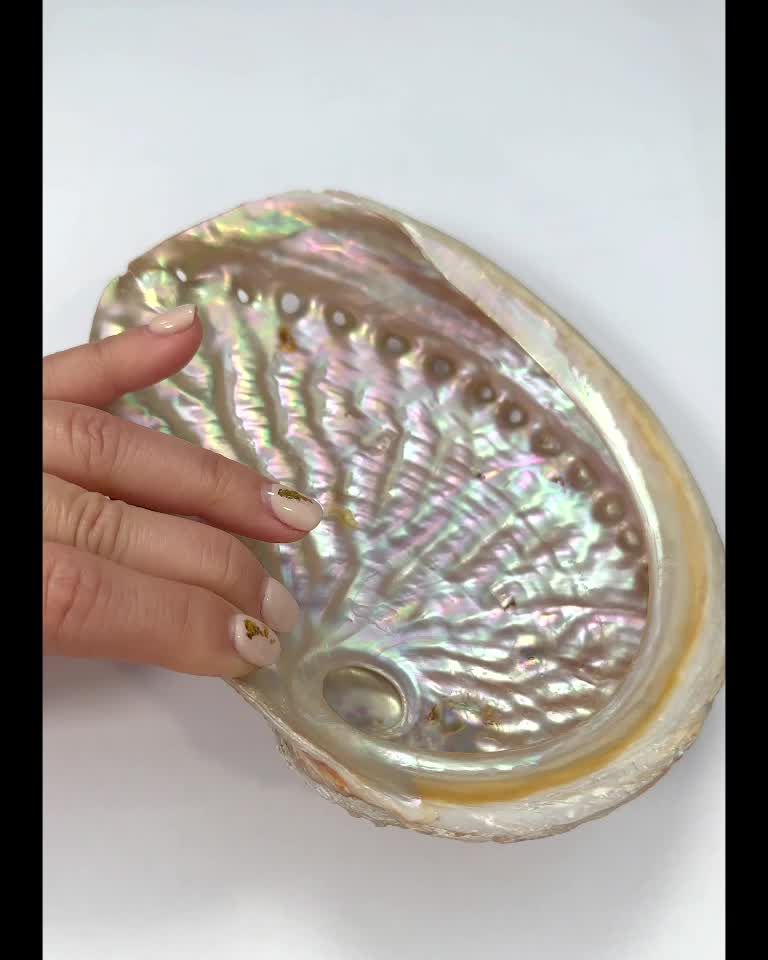 Australian abalone shell 15-17cm